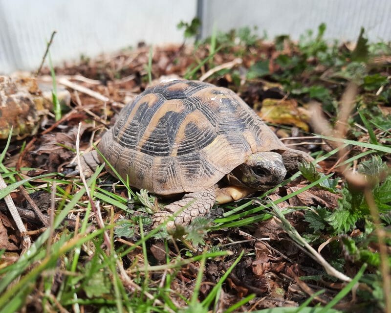 Griechische Landschildkröte "Nika"