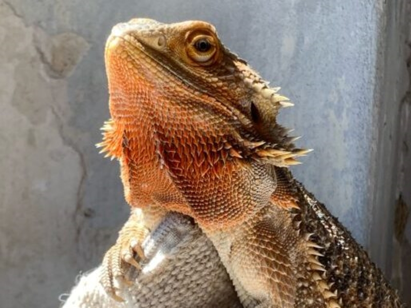 Privatvermittlung Bartagame