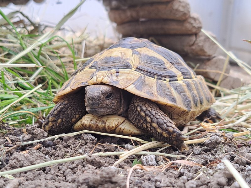 griechische Landschildkröte "Andros"