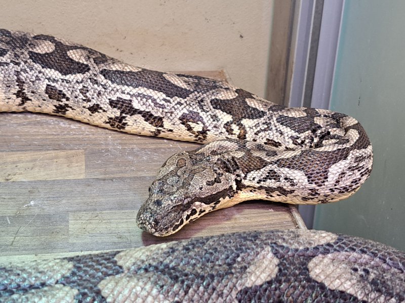 Madagaskarboa