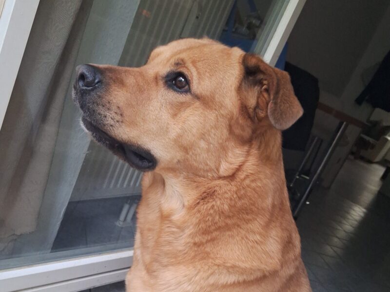 Buddy möchte nicht ins Tierheim