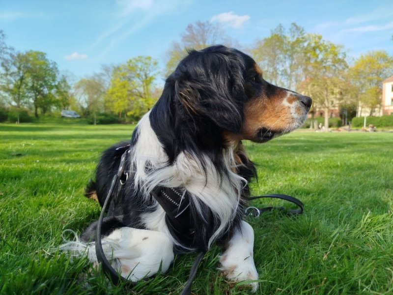 Louie möchte nicht ins Tierheim 