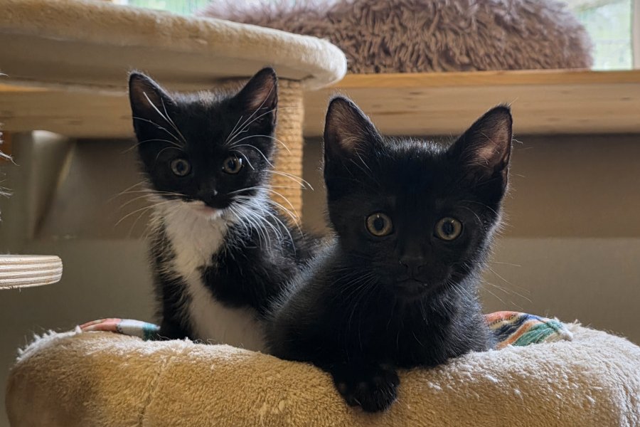 Katzenkinder