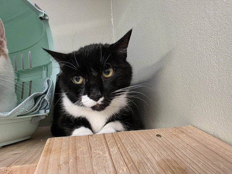 Simon