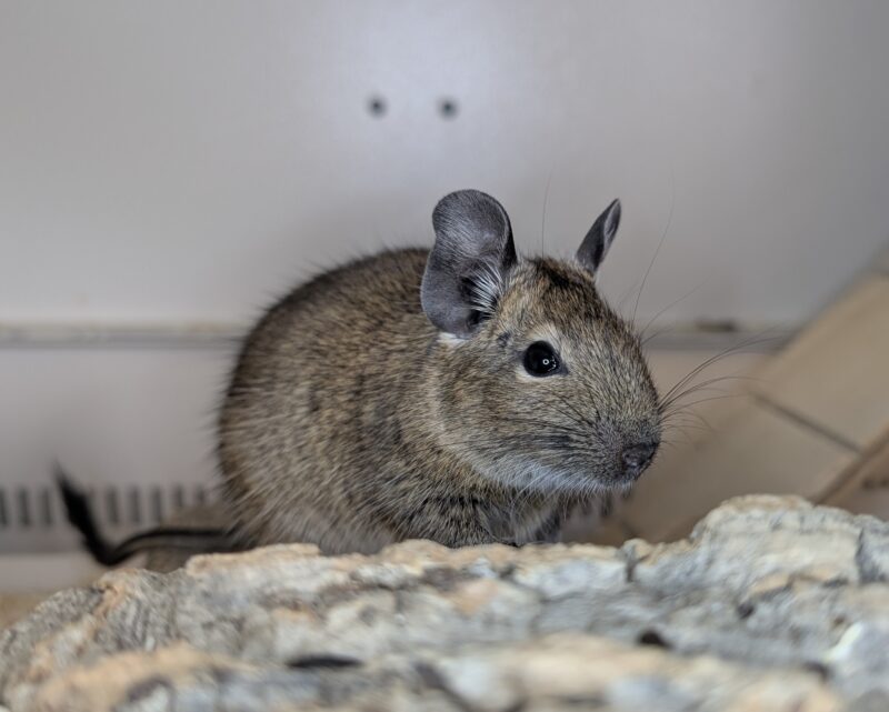 Degus