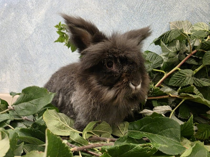 Pedro